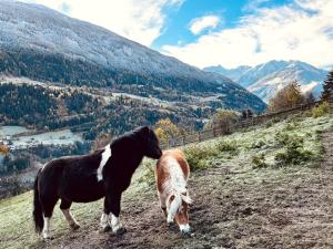Zvieratá v apartmáne alebo blízkom okolí