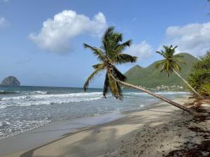 - une plage avec 2 palmiers et l'océan dans l'établissement Les Lauriers du Rocher 1, au Diamant