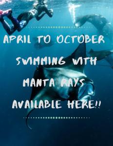 White Sandy Beach-Best Manta Snorkeling في Naviti Island: رجل ودلفين يسبحون في الماء