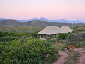 um cão a andar por uma estrada de terra em frente a duas tendas em Garden Route Safari Camp em Mossel Bay