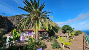a palm tree in front of a house on the beach at Los Cerrajones: spectacular views from the cliff in Agulo