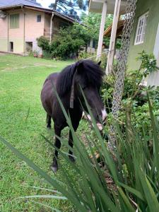 um cavalo parado na relva num quintal em Cabanas Brocker em Gramado