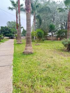 un grupo de palmeras en un parque con una acera en Spacieux et familial à 2 minutes à pied du stade de football de RABAT, en Rabat