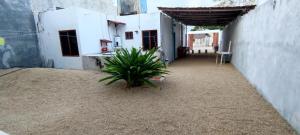 een plant op de binnenplaats van een gebouw bij Casa en Mahahual cerca de la playa in Mahahual