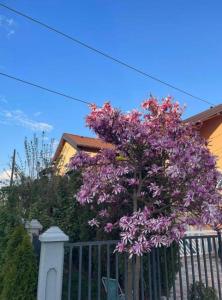 a tree with purple flowers behind a fence at APARTMAN SARAJEVO DVOKREVETNI-dvije osobe in Sarajevo