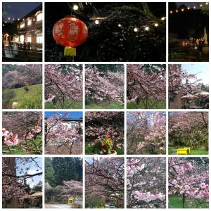 a collage of different pictures ofakura trees at House of San Sia Ah Kuei in Sanxia