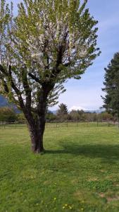 a tree in the middle of a green field at Casa en Villa García, cerca de Melipeuco y Cunco in Cunco