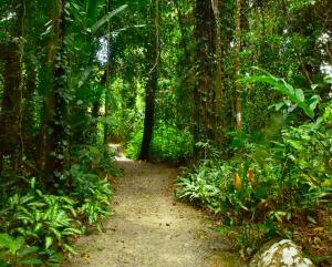 uma trilha de terra no meio de uma floresta em Misty Mountains Hideaway em Bellenden Ker