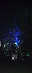 un arbre avec des lumières bleues allumées la nuit dans l'établissement Turismo Colombia Pitalito, à Pitalito