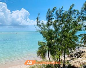 una palmera en una playa con el océano en AX Flamboyant Flat Bessa, en João Pessoa