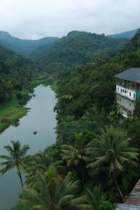 イドゥッキにあるHotel Idukki Castleのヤシの木が生えるジャングルの中の川