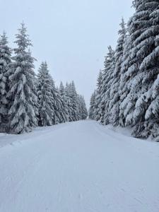 a snow covered forest with snow covered pine trees at Apartmán Plešivec ALL4FUN u sjezdovky in Abertamy