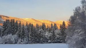 una foresta innevata con alberi e una montagna di Kleines Ferienhaus a Verditz Altre 5 foto