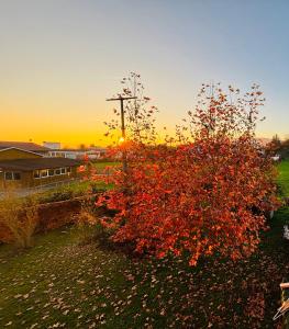 a red bush with the sunset in the background at Landloft in Oberteuringen