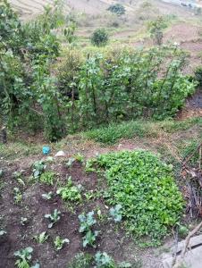 Foto sihtkohas Pokhara asuva majutusasutuse GAUTAM GARDEN GUEST HOUSE galeriist