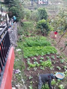 Foto sihtkohas Pokhara asuva majutusasutuse GAUTAM GARDEN GUEST HOUSE galeriist