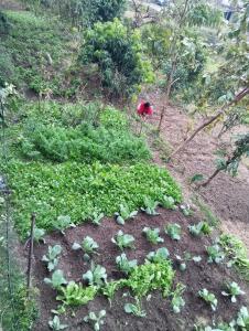 Foto sihtkohas Pokhara asuva majutusasutuse GAUTAM GARDEN GUEST HOUSE galeriist