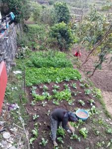 Foto sihtkohas Pokhara asuva majutusasutuse GAUTAM GARDEN GUEST HOUSE galeriist