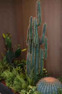 a cactus and other plants in a pot at La Onda Hotel Durres in Durrës