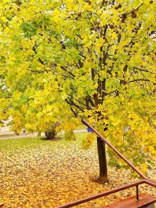 drzewo z żółtymi liśćmi obok metalowej poręczy w obiekcie ASTORIA w mieście Varaždin