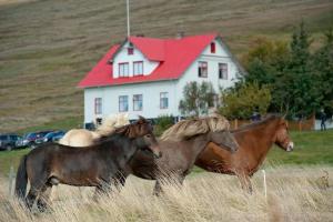 quatre chevaux qui courent dans un champ devant une maison dans l'établissement Geitaskarð, à Blönduós