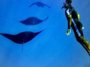 um homem na água com um grupo de golfinhos em Korovou Eco Lodge em Naviti Island