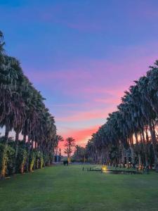 una fila di palme in un parco al tramonto di Le Domaine Limoune a Oulad Teïma