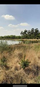 un champ d'herbe haute avec un lac en arrière-plan dans l'établissement Safarihuisje met airco!, à Oisterwijk