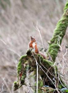 a small bird sitting on top of a tree branch at Cosy Wee Cottage St Andrews 20 in Ceres