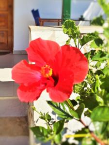 una flor roja en una planta al lado de algunos escalones en Anna Maria Studios, en Agios Nikolaos