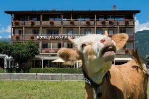 Altri animali domestici presso l'hotel o nei dintorni