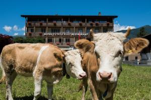 Altri animali domestici presso l'hotel o nei dintorni