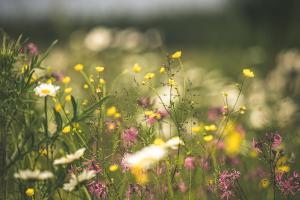 um campo de flores coloridas em um jardim em Schneiders Ferienwohnung 5 em Braunshausen