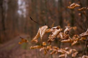 eine Gruppe getrockneter Blätter auf einem Zweig in einem Wald in der Unterkunft Schneiders Ferienwohnung 5 in Braunshausen