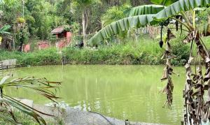 une masse d'eau avec une maison en arrière-plan dans l'établissement Chácara Recanto dos pássaros, à Bairro das Rosas