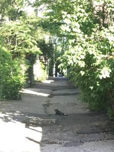 a cat sitting in the middle of a road with trees at Quiet cozy apartment with A/C, backyard, Netflix in Montréal