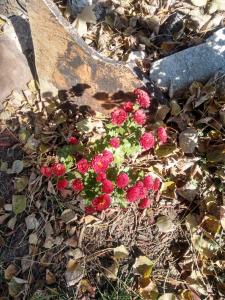 a group of red flowers on the ground at The Charin Inn in Clearfield