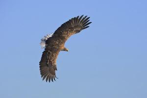 uma águia a voar no céu em Agroturystyka Carski Trakt em Wizna