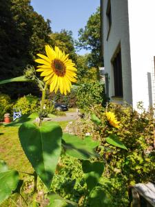 a yellow sunflower is growing in a garden at Ferienwohnung Unter den Linden in Rietberg