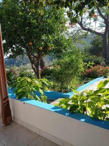 un jardín con plantas azules en una cornisa blanca en Studios Ioanna Limnionas Samos en Agía Kyriakí