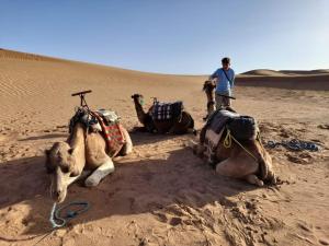 Un gruppo di cammelli seduti nel deserto di maison d'hôtes les Bédouins du désèrt a Foum Zguid