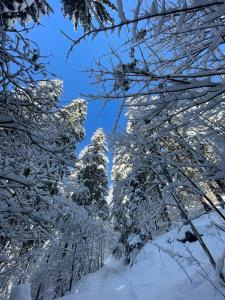 un grupo de árboles cubiertos de nieve en Ferienwohnung Moosegger, en Bad Feilnbach