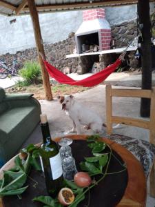 een hond in een hangmat met een fles wijn bij Lugar Tranquilo in Puerto Ayora