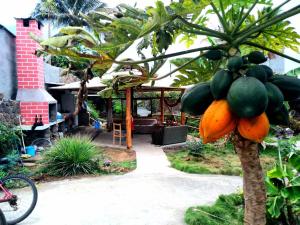 een bos fruit hangend aan een boom bij Lugar Tranquilo in Puerto Ayora