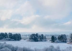 a field covered in snow with trees and bushes at Seeglück22 in Reichenau