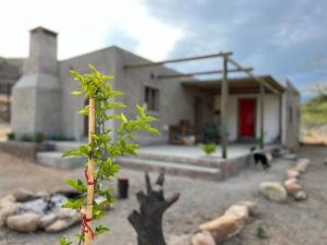 a plant in front of a house with a building at Insika - A place of peace and tranquility in Calitzdorp