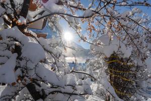 einen schneebedeckten Baum mit der Sonne im Hintergrund in der Unterkunft Chalet Alia and Apartments-Grindelwald by Swiss Hotel Apartments in Grindelwald