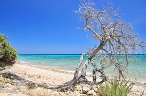 a tree on a sandy beach near the ocean at ISA-Residence in Orosei just 3 km from the beach, apartments with air conditioning and private outdoor area in Orosei