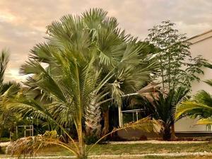 um grupo de palmeiras em frente a um edifício em Two bedroom apartment at Fumba Town, Zanzibar em Fumba