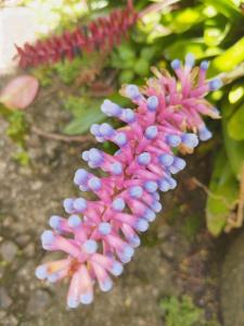 a pink and blue flower on a plant at Rose Dale Homestay Ella in Ella